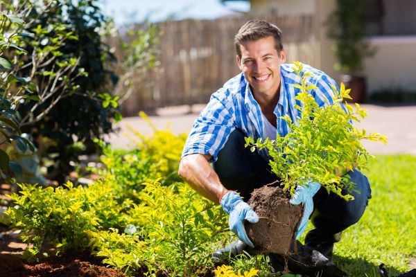Bush Planting Service in Oviedo