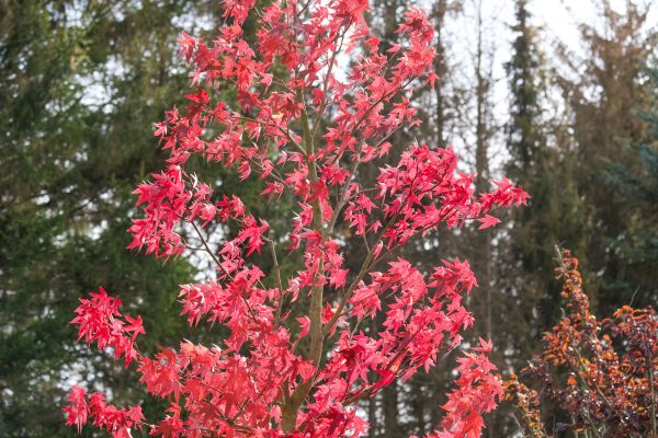 Japanese Maple Planting in Oviedo