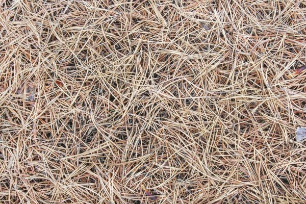 Pine Straw Installation in Oviedo