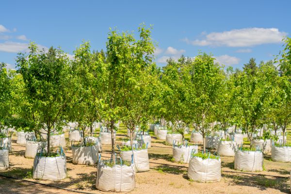 Tree Planting Service in Oviedo