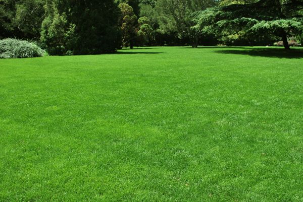 Lawn Landscaping in Oviedo