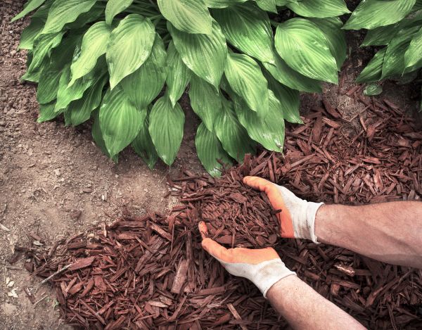 Shredded Mulch Service in Oviedo