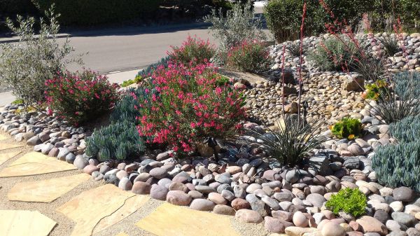 Xeriscape Landscaping in Oviedo