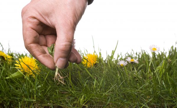 Lawn Weeding in Oviedo