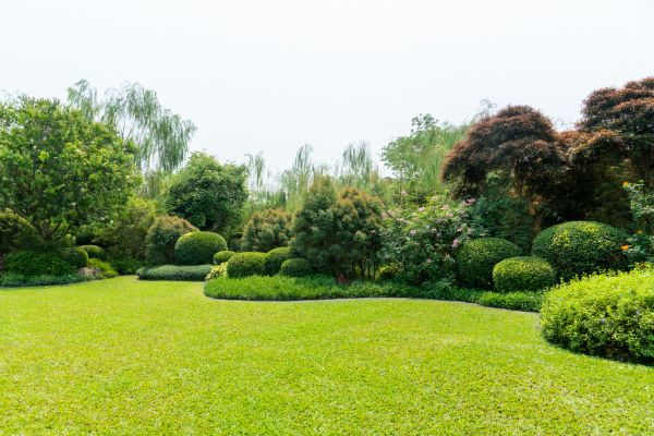 Tree Landscaping in Oviedo