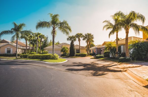 Palm Tree Landscaping in Oviedo