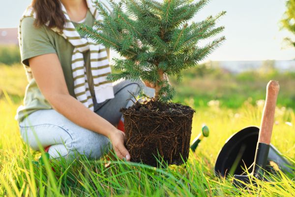 Spruce Tree Planting in Oviedo