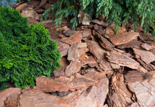 Pine Bark Installation in Oviedo