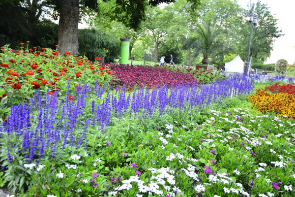Perennials Planting in Oviedo