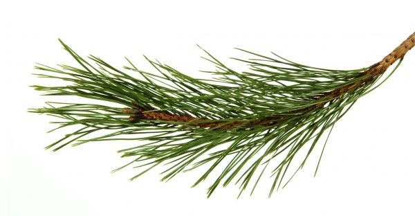 Pine Needles Installation in Oviedo