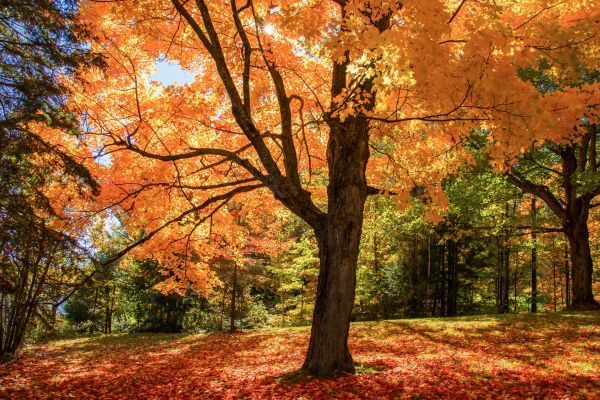 Maple Tree Planting in Oviedo