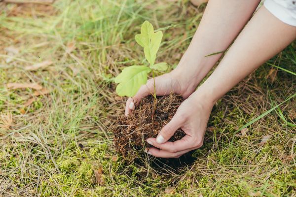 Oak Tree Planting in Oviedo