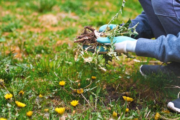 Flower Bed Clearing in Oviedo