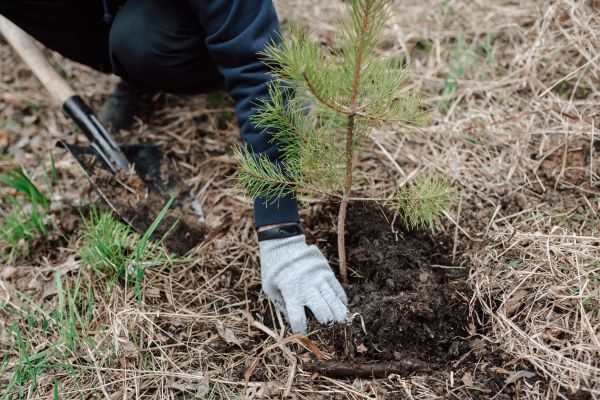 Pine Tree Planting in Oviedo