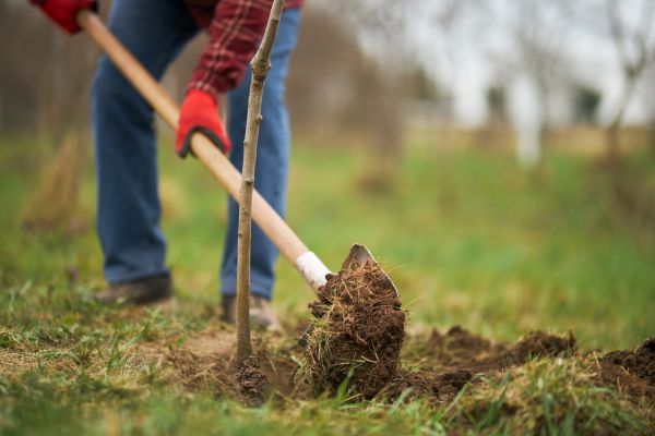 Trees Planting in Oviedo