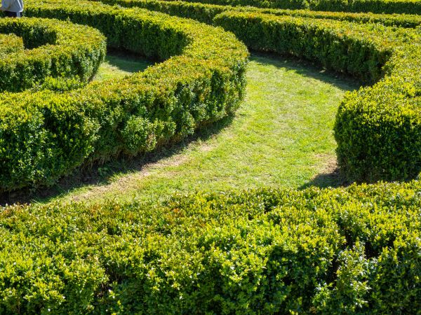 Bush Landscaping in Oviedo