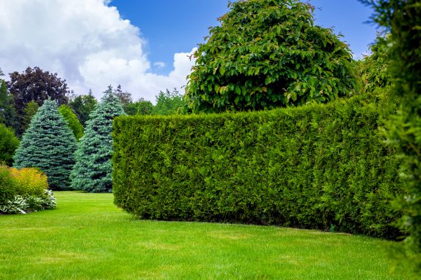 Hedge Landscaping in Oviedo