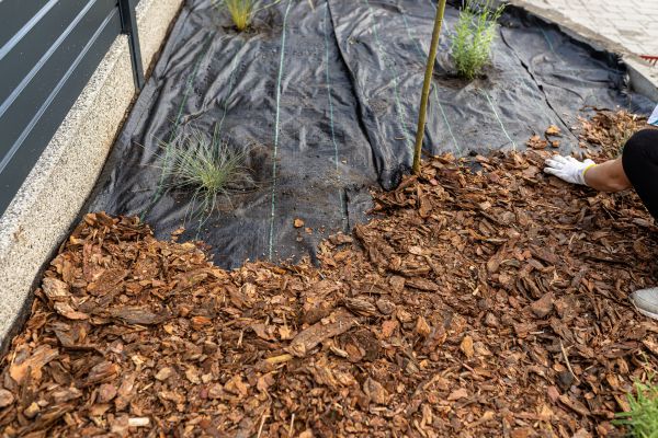 Pine Bark Spreading in Oviedo