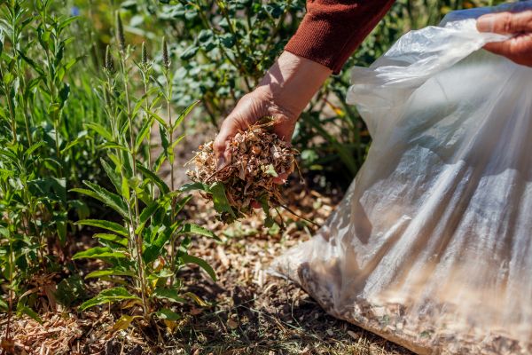 Wood Mulch Installation in Oviedo