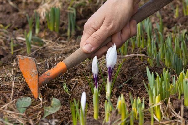Flower Garden Weeding in Oviedo