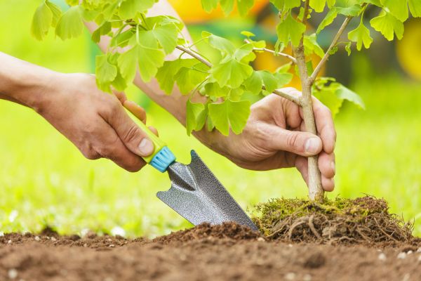 Fruit Tree Planting in Oviedo