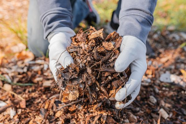 Shredded Mulch Installation in Oviedo