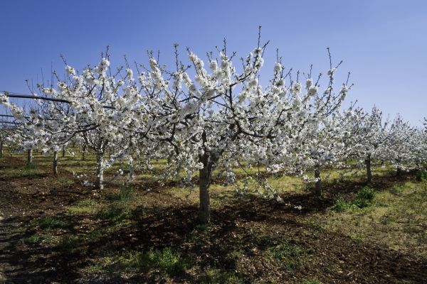 Orchard Planting in Oviedo