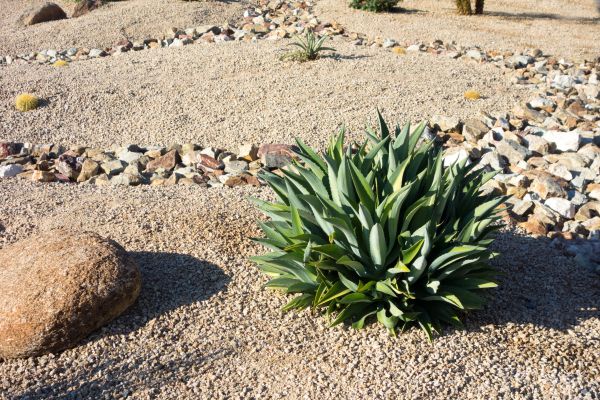 Xeriscaping Service in Oviedo