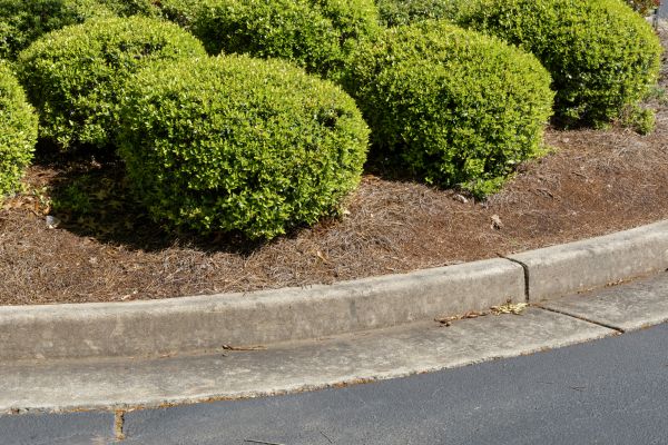 Pine Mulch Installation in Oviedo
