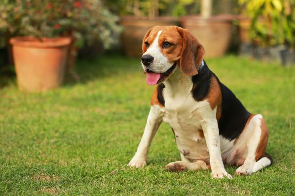Dog Friendly Landscaping in Oviedo