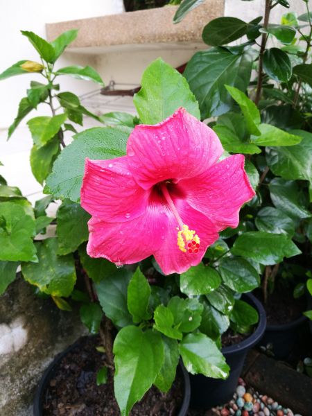 Hibiscus Planting in Oviedo