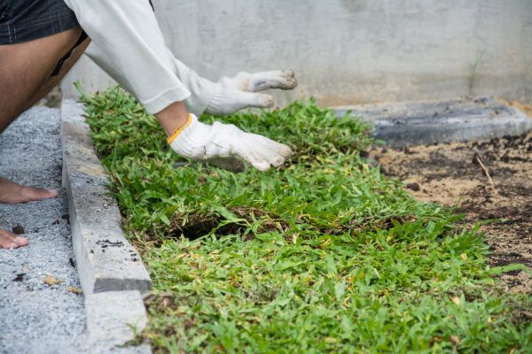Ground Cover Planting in Oviedo