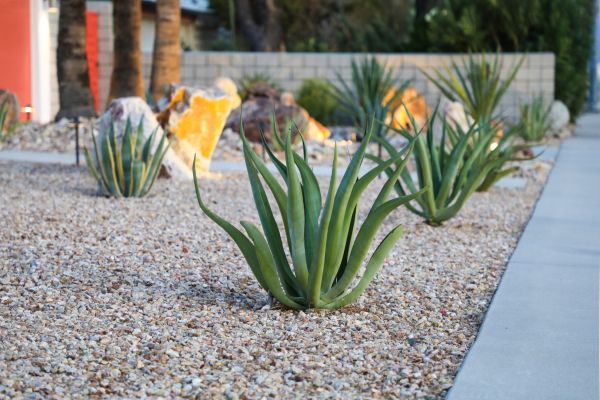 Drought Resistant Landscaping in Oviedo
