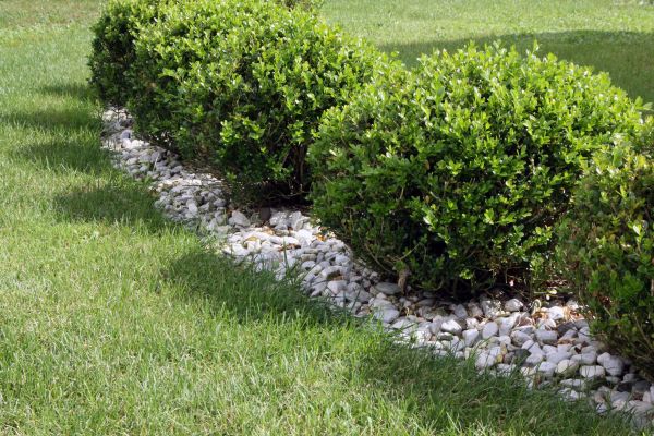 Boxwood Planting in Oviedo