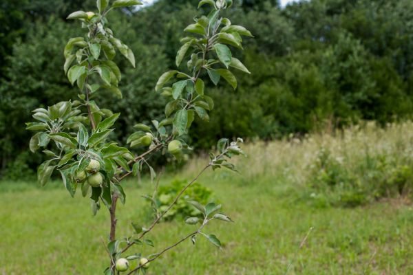Apple Tree Planting in Oviedo
