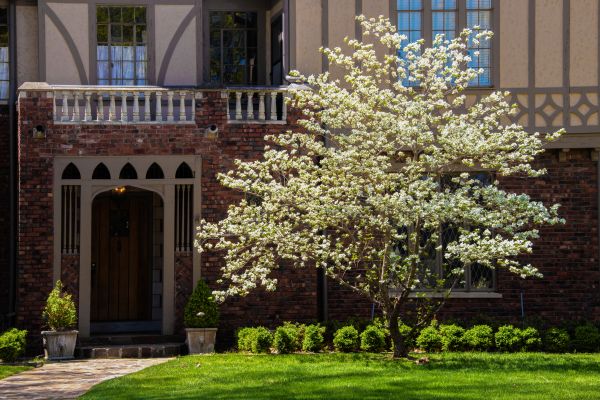 Dogwood Tree Planting in Oviedo