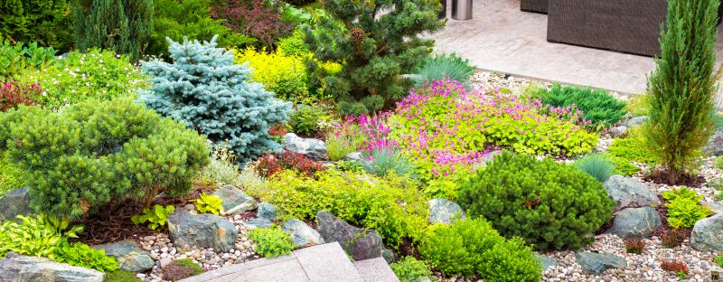 Xeriscaping Service